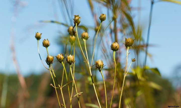 Coreopsis Tripteris Care: Growing Tall Tickseed