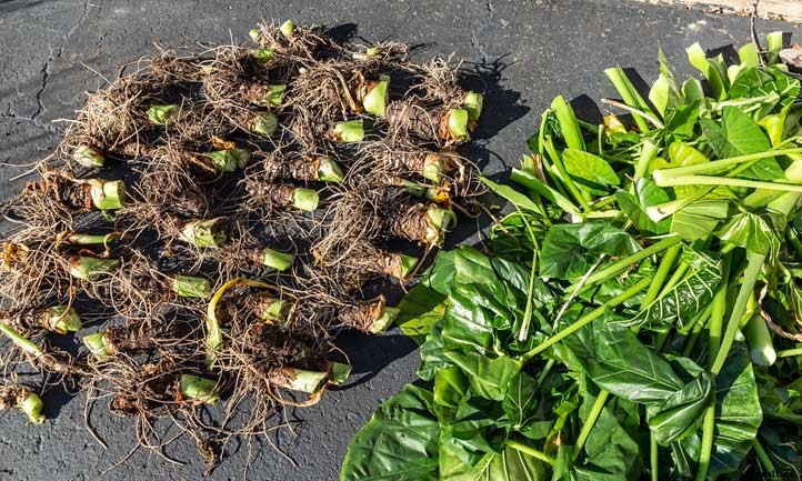 Plant and Grow Elephant Ear Bulbs 101