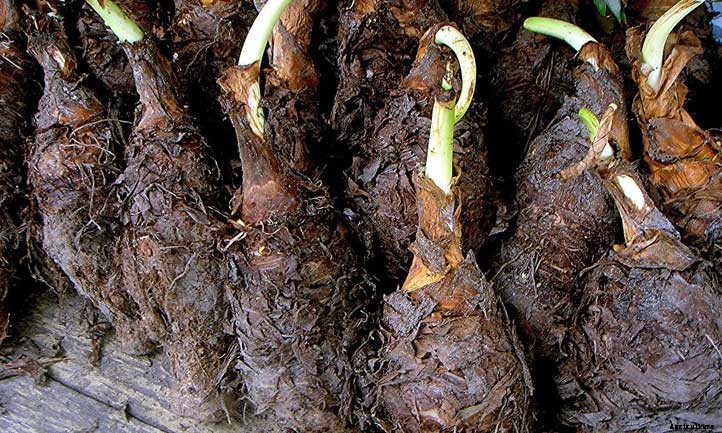 Plant and Grow Elephant Ear Bulbs 101