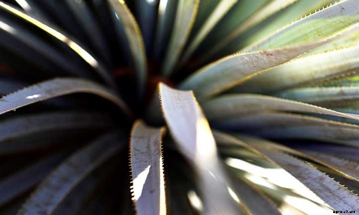 Dasylirion Wheeleri Care: Growing Common Sotol