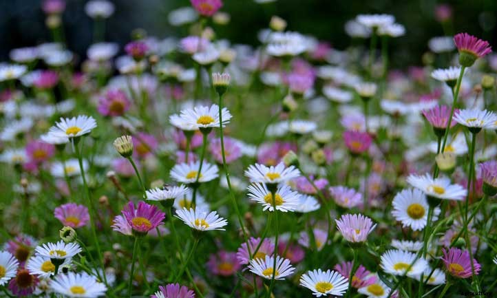 Erigeron Karvinskianus Care: Growing Mexican Daisy