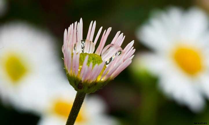 Erigeron Karvinskianus Care: Growing Mexican Daisy