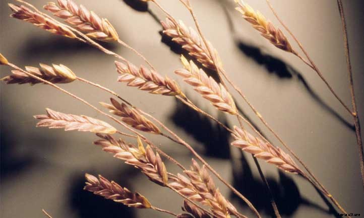 Eragrostis Spectabilis Care: Growing Purple Love Grass