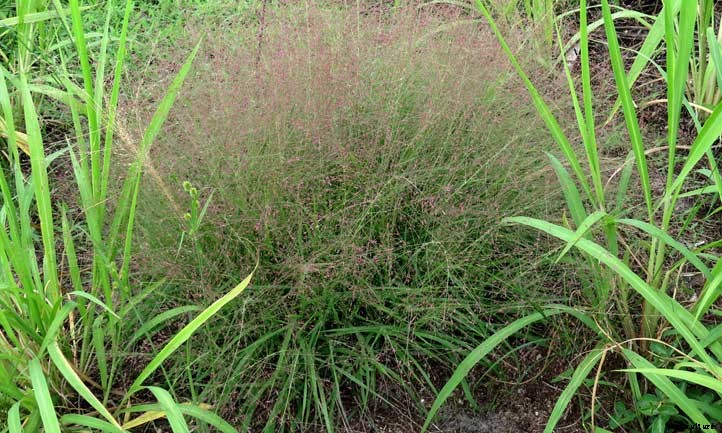 Eragrostis Spectabilis Care: Growing Purple Love Grass