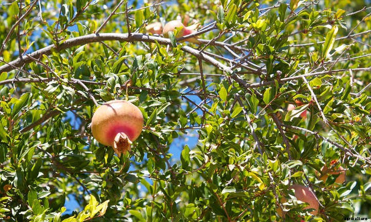 Pomegranate Tree: A Festive Winter Harvest
