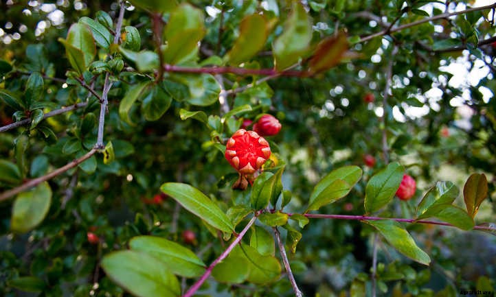 Pomegranate Tree: A Festive Winter Harvest