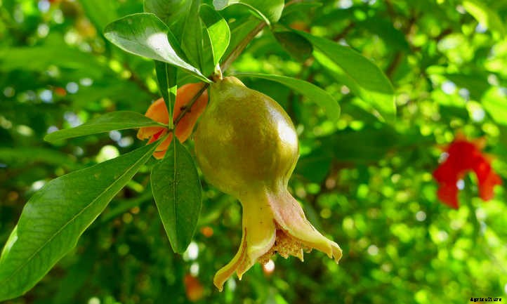 Pomegranate Tree: A Festive Winter Harvest