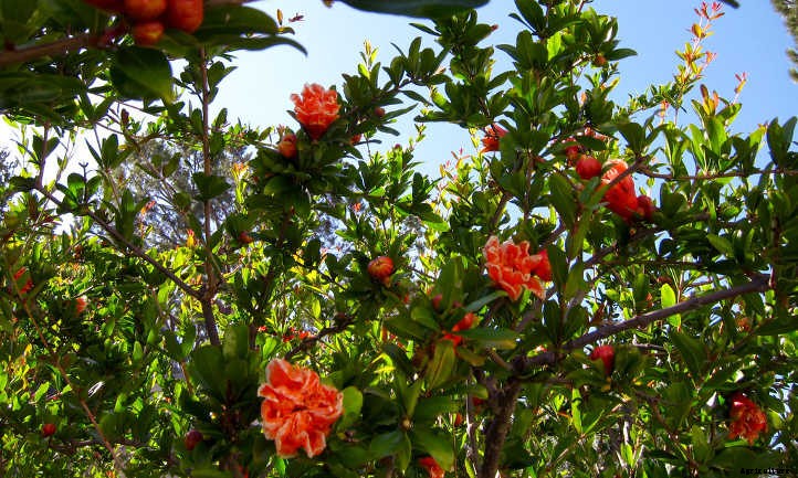 Pomegranate Tree: A Festive Winter Harvest