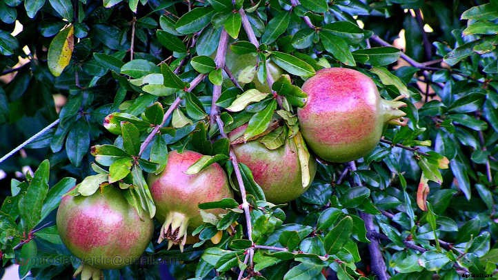 Pomegranate Tree: A Festive Winter Harvest