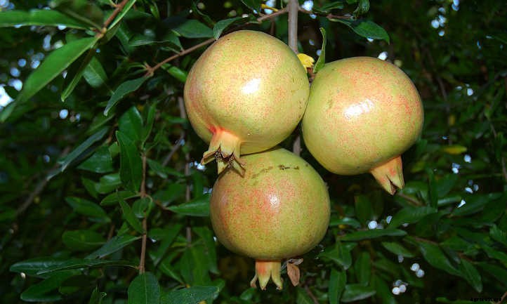 Pomegranate Tree: A Festive Winter Harvest