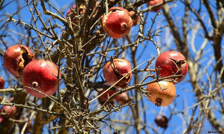 Pomegranate Tree: A Festive Winter Harvest