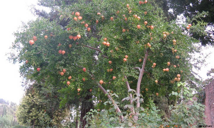Pomegranate Tree: A Festive Winter Harvest