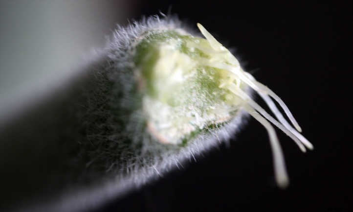 How to Propagate Kalanchoe: Plenty of Petals