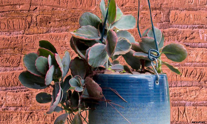 How to Propagate Kalanchoe: Plenty of Petals