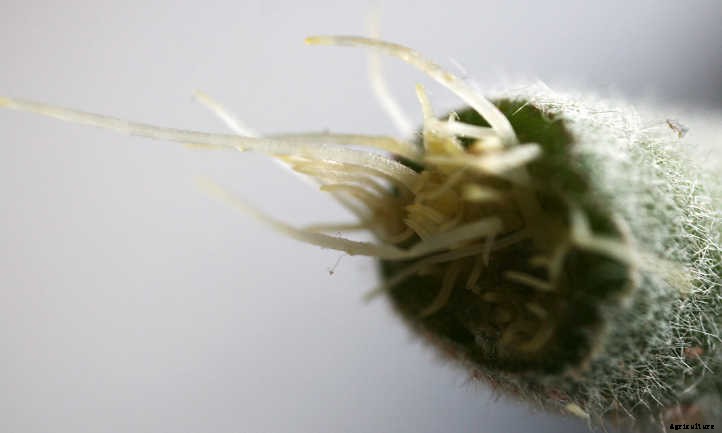 How to Propagate Kalanchoe: Plenty of Petals