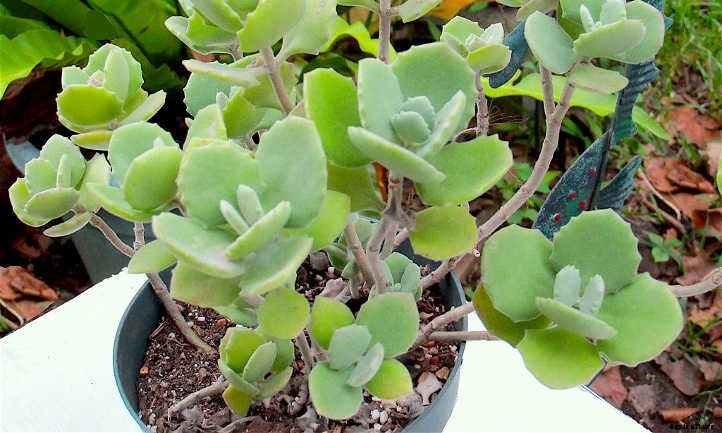 How to Propagate Kalanchoe: Plenty of Petals