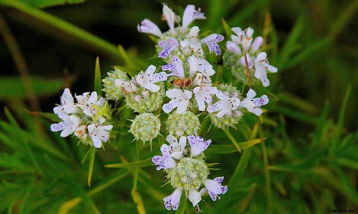 Pycnanthemum tenuifolium Care: Narrowleaf Mountain Mint
