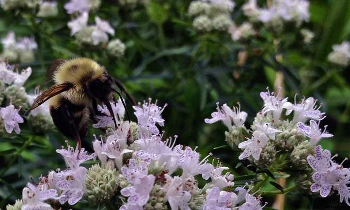 Pycnanthemum tenuifolium Care: Narrowleaf Mountain Mint