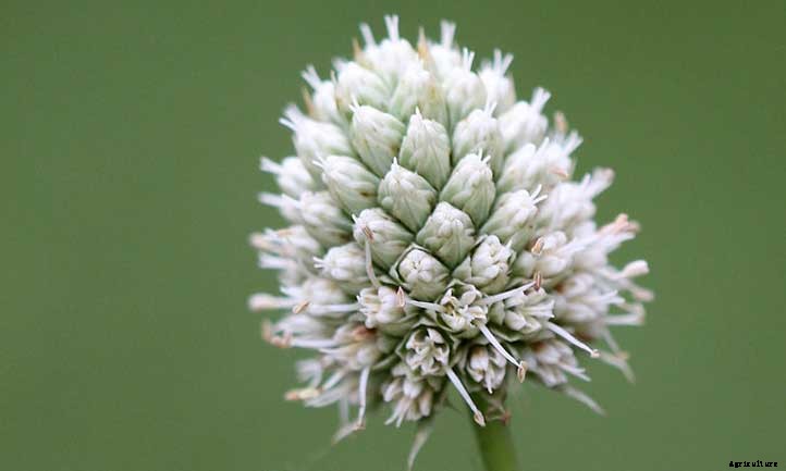 Eryngium Yuccifolium Care: Grow Rattlesnake Master