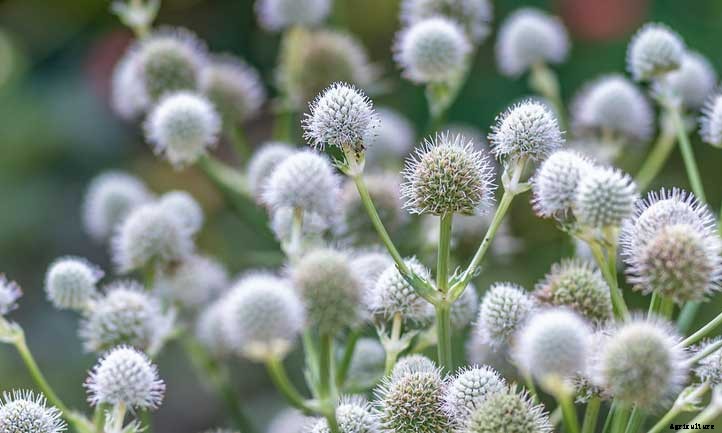 Eryngium Yuccifolium Care: Grow Rattlesnake Master