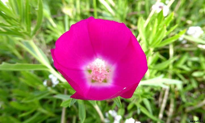 Callirhoe Involucrata Care: Grow Purple Poppy Mallow