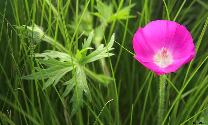 Callirhoe Involucrata Care: Grow Purple Poppy Mallow