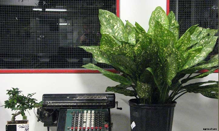 Dieffenbachia Propagation: 2 Methods for Success