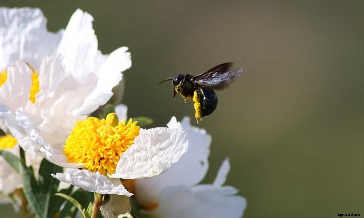 Romneya Coulteri: A Giant California Tree Poppy