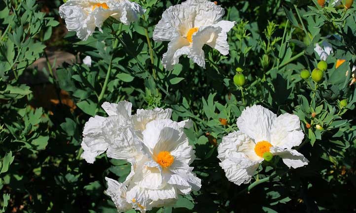 Romneya Coulteri: A Giant California Tree Poppy