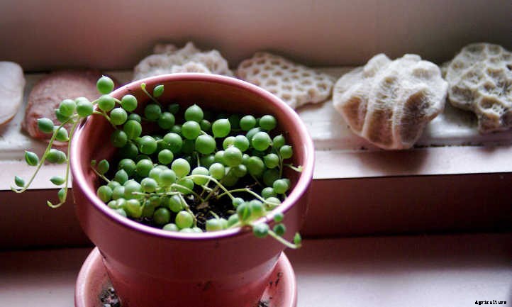 How To Propagate String Of Pearls: Speedy Succulents