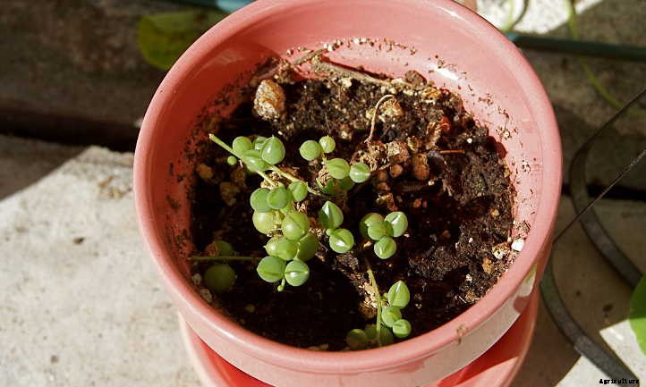 How To Propagate String Of Pearls: Speedy Succulents