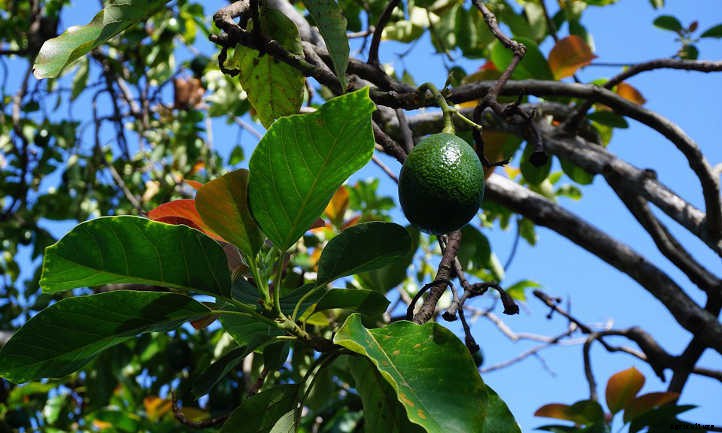Hass Avocado Tree: Growing Your Own Guacamole