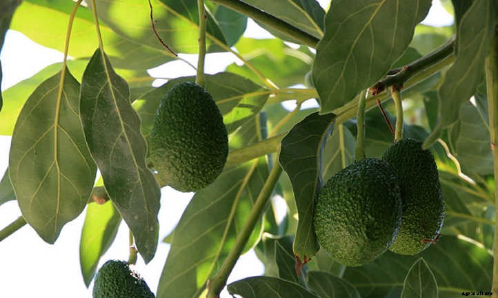 Hass Avocado Tree: Growing Your Own Guacamole