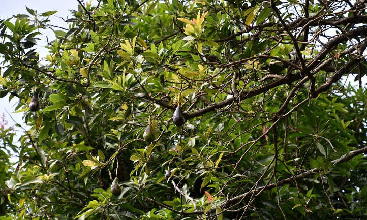 Hass Avocado Tree: Growing Your Own Guacamole