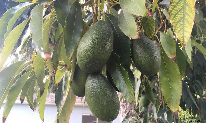 Hass Avocado Tree: Growing Your Own Guacamole