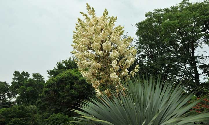 Yucca Rostrata Care: Growing Blue Beaked Yucca Plant