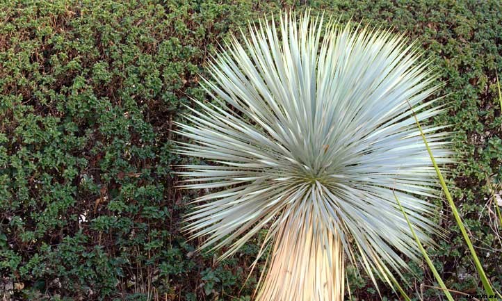 Yucca Rostrata Care: Growing Blue Beaked Yucca Plant