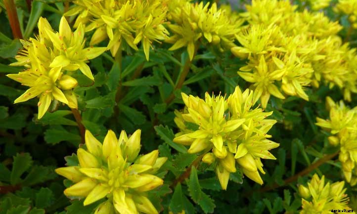 Sedum Kamtschaticum Care: Growing Russian Stonecrop