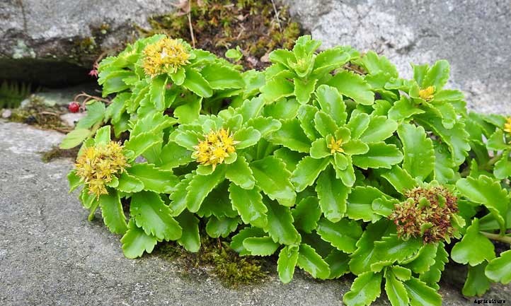 Sedum Kamtschaticum Care: Growing Russian Stonecrop