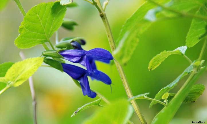 Salvia Guaranitica ‘Black and Blue’ Care Guide