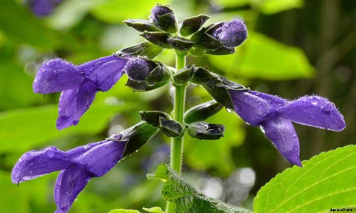 Salvia Guaranitica ‘Black and Blue’ Care Guide