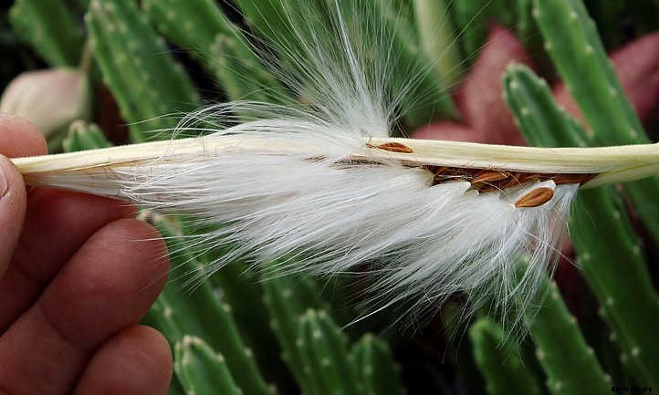 Growing Succulents from Seed: Tricky Yet Possible