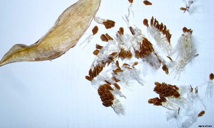 Growing Succulents from Seed: Tricky Yet Possible