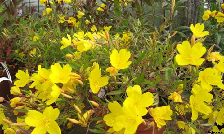 Oenothera Fruticosa (Narrowleaf Evening Primrose) Care Guide