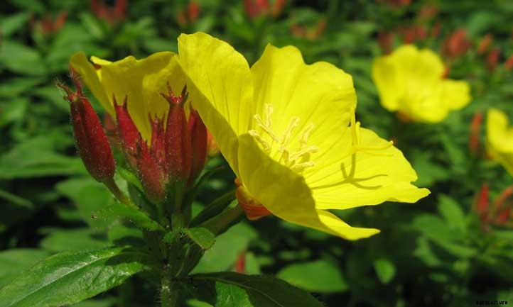 Oenothera Fruticosa (Narrowleaf Evening Primrose) Care Guide