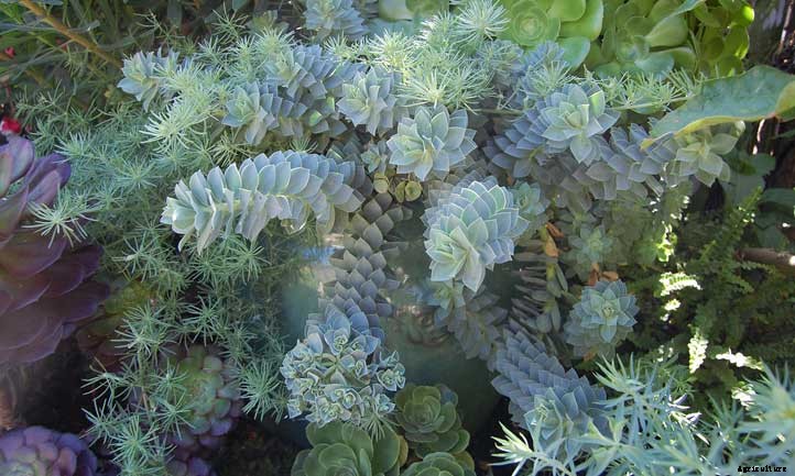 Euphorbia Myrsinites (Myrtle Spurge) Care Guide