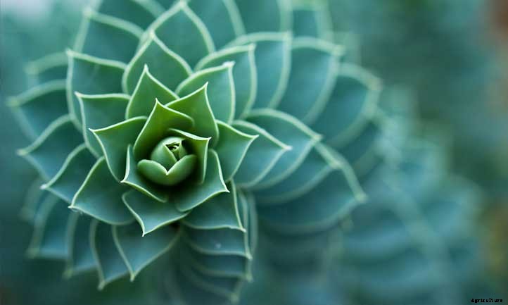 Euphorbia Myrsinites (Myrtle Spurge) Care Guide