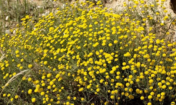 Santolina Chamaecyparissus (Lavender Cotton) Care Guide