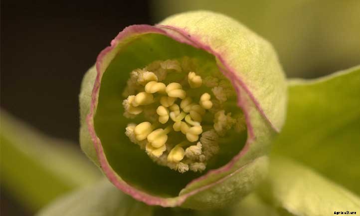 Helleborus Foetidus: A Cute Little Stinker