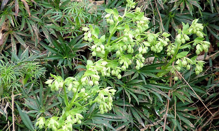 Helleborus Foetidus: A Cute Little Stinker
